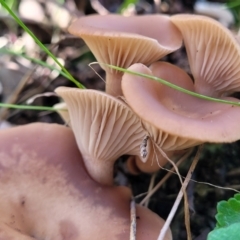 Unidentified Cap on a stem; gills below cap [mushrooms or mushroom-like] (TBC) at Wereboldera, NSW - 24 Jul 2022 by trevorpreston