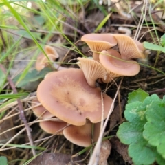 Clitocybe s. l. at Wereboldera, NSW - 24 Jul 2022 12:28 PM