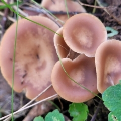 Clitocybe s. l. at Wereboldera, NSW - 24 Jul 2022 12:28 PM