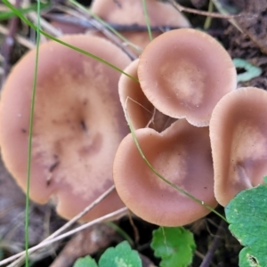 Clitocybe s. l. at Wereboldera, NSW - 24 Jul 2022 12:28 PM