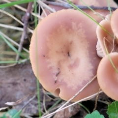 Clitocybe s. l. at Wereboldera, NSW - 24 Jul 2022