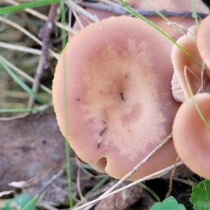 Clitocybe s. l. at Wereboldera, NSW - 24 Jul 2022 12:28 PM