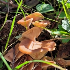 Clitocybe s. l. at Wereboldera, NSW - 24 Jul 2022 12:28 PM