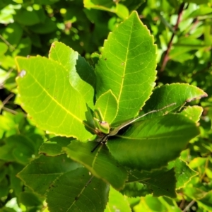 Arbutus unedo at Wereboldera, NSW - 24 Jul 2022