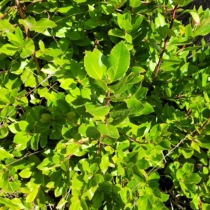 Arbutus unedo at Wereboldera, NSW - 24 Jul 2022