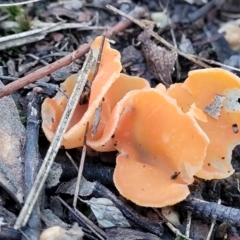 Aleuria sp. (An Orange peel fungus) at Tumut State Forest - 24 Jul 2022 by trevorpreston