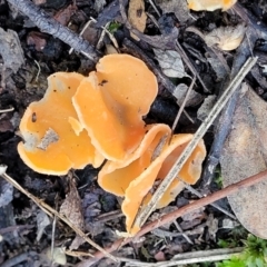 Aleuria sp. (genus) at Wereboldera, NSW - 24 Jul 2022