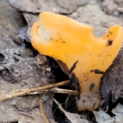 Aleuria sp. (genus) at Wereboldera, NSW - 24 Jul 2022