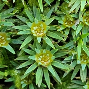 Dawsonia (genus) at Wereboldera, NSW - 24 Jul 2022
