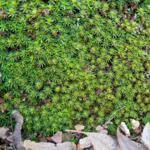 Dawsonia (genus) at Wereboldera, NSW - 24 Jul 2022