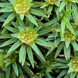 Dawsonia (genus) at Wereboldera, NSW - 24 Jul 2022