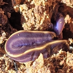 Caenoplana coerulea (Blue Planarian, Blue Garden Flatworm) at Tumut State Forest - 24 Jul 2022 by trevorpreston