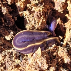 Caenoplana coerulea at Wereboldera, NSW - 24 Jul 2022 12:37 PM