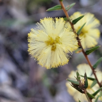 Acacia ulicifolia (Prickly Moses) at Tumut State Forest - 24 Jul 2022 by trevorpreston