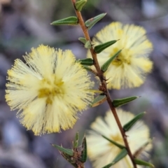 Acacia ulicifolia at Wereboldera, NSW - 24 Jul 2022