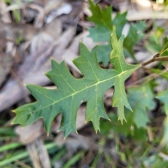 Grevillea ramosissima subsp. ramosissima (Fan Grevillea) at Tumut State Forest - 24 Jul 2022 by trevorpreston