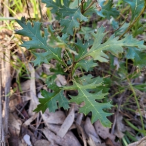 Grevillea ramosissima subsp. ramosissima at Wereboldera, NSW - 24 Jul 2022