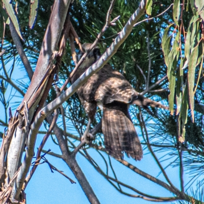 Falco berigora (Brown Falcon) at Block 402 - 24 Jul 2022 by Chris Appleton