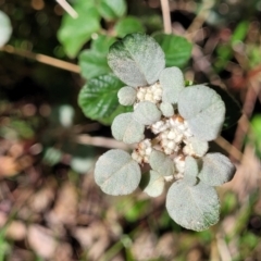 Spyridium parvifolium (Dusty Miller) at Tumut State Forest - 24 Jul 2022 by trevorpreston