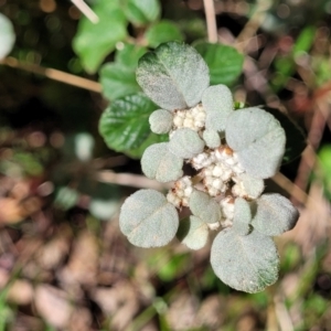 Spyridium parvifolium at Wereboldera, NSW - 24 Jul 2022