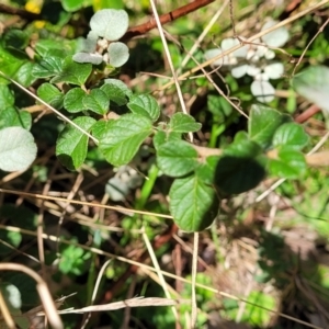 Spyridium parvifolium at Wereboldera, NSW - 24 Jul 2022