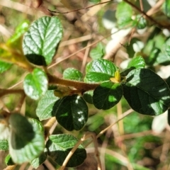 Spyridium parvifolium at Wereboldera, NSW - 24 Jul 2022