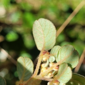 Spyridium parvifolium at Wereboldera, NSW - 24 Jul 2022 12:41 PM