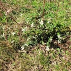 Spyridium parvifolium at Wereboldera, NSW - 24 Jul 2022