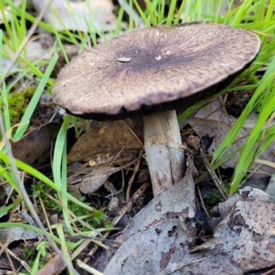 Agaricus sp. (Agaricus) at Wereboldera, NSW - 24 Jul 2022 by trevorpreston