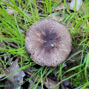 Agaricus sp. at Wereboldera, NSW - 24 Jul 2022