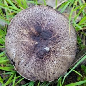 Agaricus sp. at Wereboldera, NSW - 24 Jul 2022