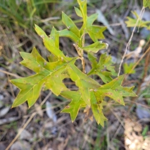 Grevillea ramosissima subsp. ramosissima at Wereboldera, NSW - 24 Jul 2022