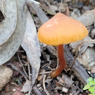 Mycena sp. (genus) (Mycena) at Wereboldera, NSW - 24 Jul 2022 by trevorpreston