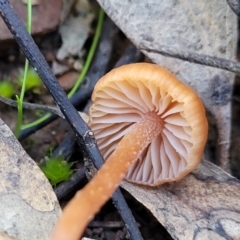 Mycena sp. at Tumut State Forest - 24 Jul 2022