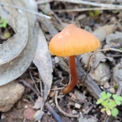 Mycena sp. at Tumut State Forest - 24 Jul 2022