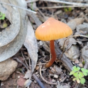 Mycena sp. at Tumut State Forest - 24 Jul 2022 12:48 PM