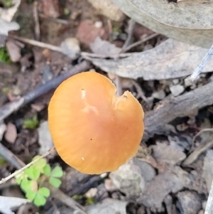 Mycena sp. at Tumut State Forest - 24 Jul 2022