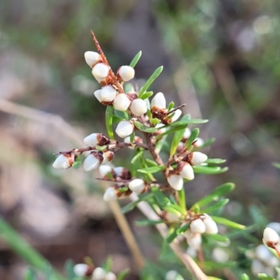 Cryptandra amara (Bitter Cryptandra) at Tumut State Forest - 24 Jul 2022 by trevorpreston