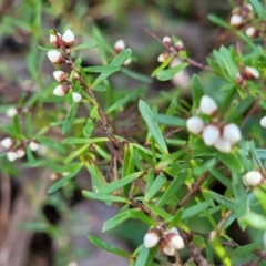 Cryptandra amara at Wereboldera, NSW - 24 Jul 2022