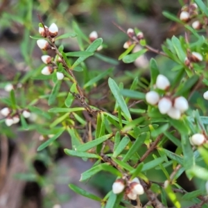 Cryptandra amara at Wereboldera, NSW - 24 Jul 2022