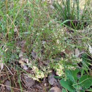 Cryptandra amara at Wereboldera, NSW - 24 Jul 2022