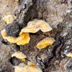 Stereum hirsutum (Hairy Curtain Crust) at Tumut State Forest - 24 Jul 2022 by trevorpreston