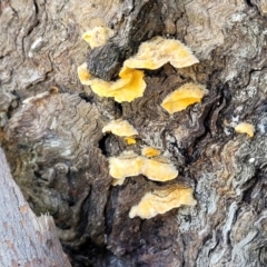 Stereum hirsutum at Wereboldera, NSW - 24 Jul 2022