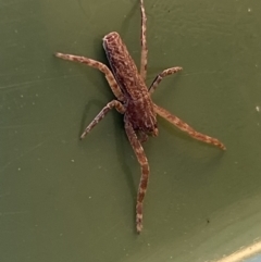 Synalus angustus (Narrow crab spider) at Jerrabomberra, NSW - 24 Jul 2022 by SteveBorkowskis