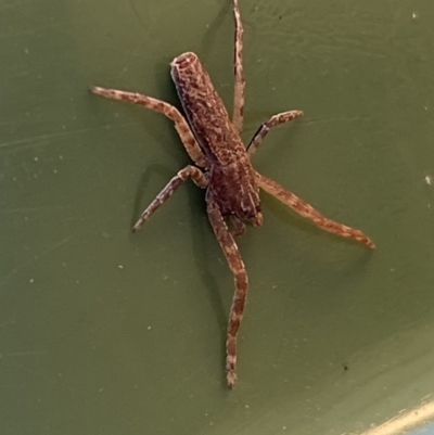 Synalus angustus (Narrow crab spider) at Jerrabomberra, NSW - 24 Jul 2022 by SteveBorkowskis