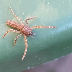 Synalus angustus at Jerrabomberra, NSW - suppressed