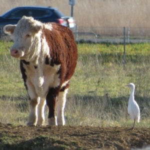 Bubulcus coromandus at Pialligo, ACT - 24 Jul 2022