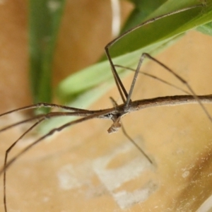 Asianopis subrufa at Yass River, NSW - 24 Jul 2022