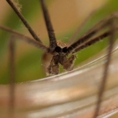 Asianopis subrufa at Yass River, NSW - 24 Jul 2022 07:12 PM