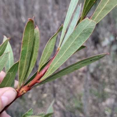 Acacia rubida (Red-stemmed Wattle, Red-leaved Wattle) at Cudgewa, VIC - 24 Jul 2022 by Darcy